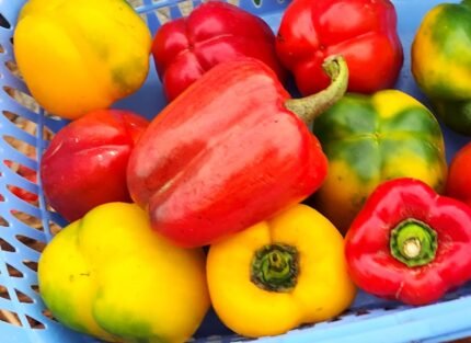 Fresh Bell Pepper - G shoppers